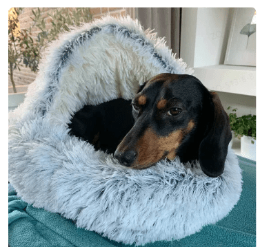 2-in1 Pet Bed - MegaEssentials